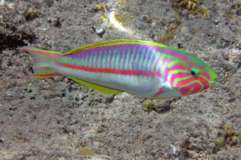 File:Klungzingers Wrasse-2845.jpg
