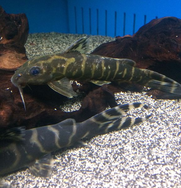 File:Synodontis brichardi45.jpg