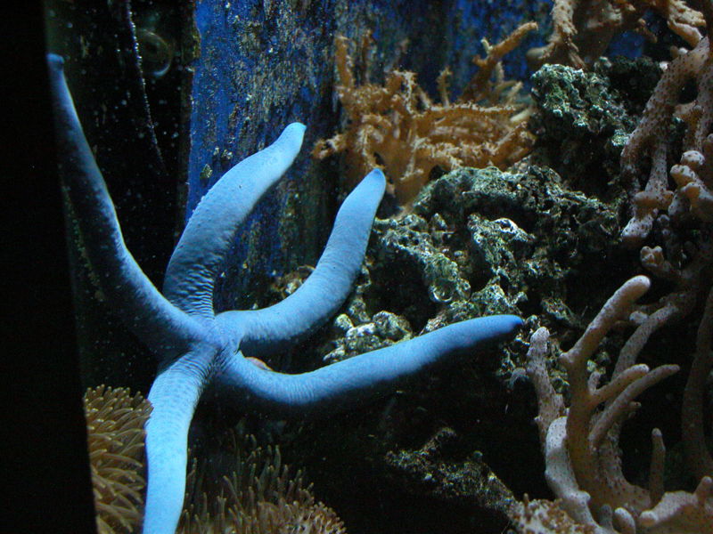 File:Blue starfish-2808.jpg