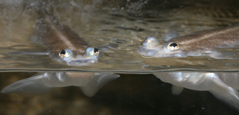 File:Foureyedfish.jpg
