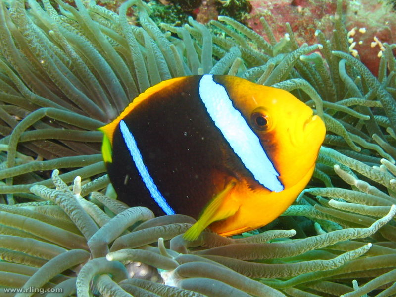 File:Amphiprion chrysopterus-9265.jpg