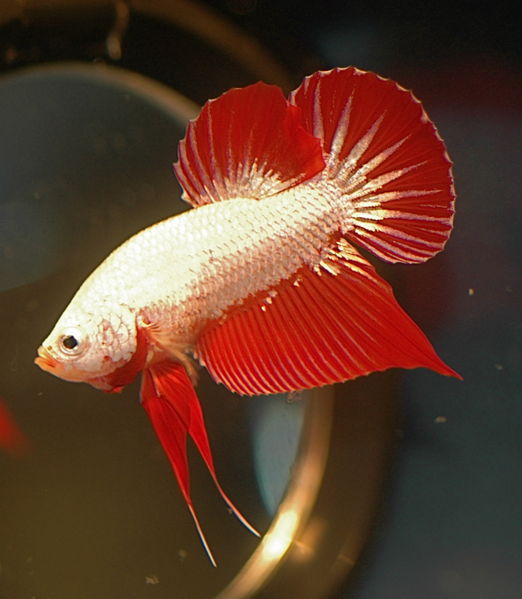 File:Betta-pkreddragon-6188.jpg