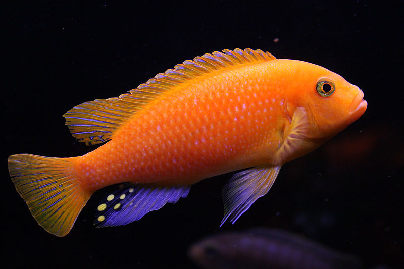 File:Metriaclima estherae-4960.jpg