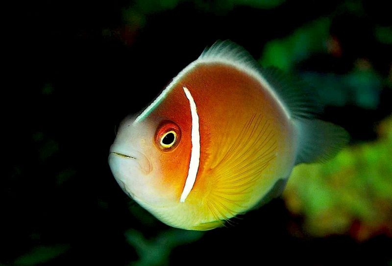 File:Pinkanemonefish-2914.jpg