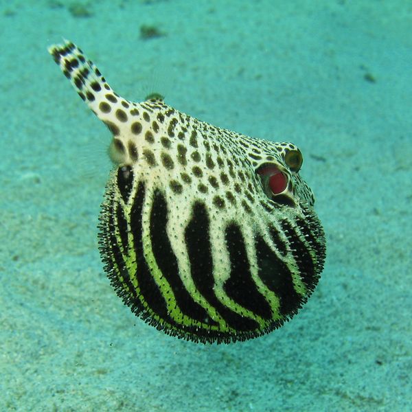 File:Arothron stellatus-3582.jpg