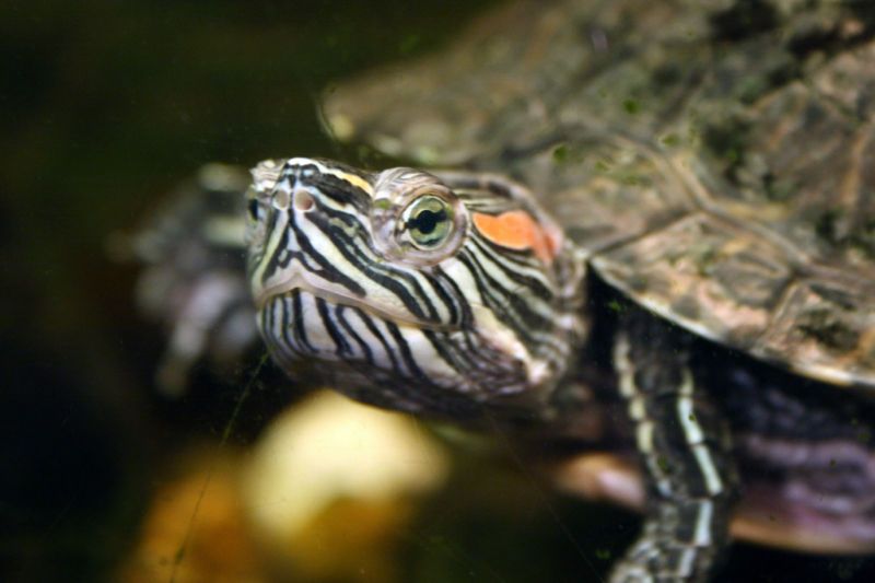 File:Red-Eared Slider-9087.jpg