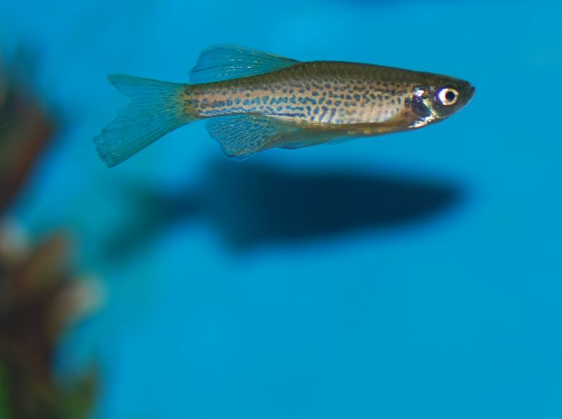 File:Leoparddanio-8990.jpg