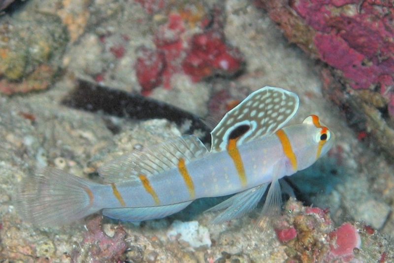 File:Amblyeleotris randalli-6294.jpg