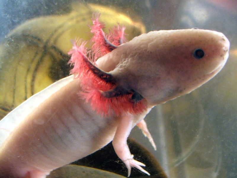 File:Axolotl-381.jpg