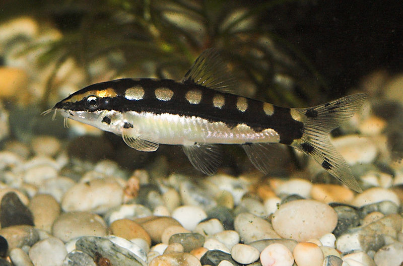 File:Yasuhikotakia sidthimunki5.jpg