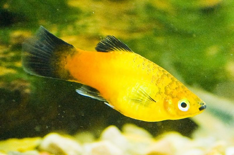 File:Platy-wag-2508.jpg