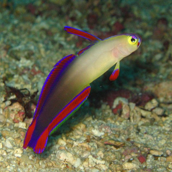 File:Nemateleotris decora-2772.jpg