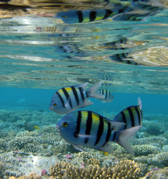 File:Abudefdufsaxatilis-1991.jpg