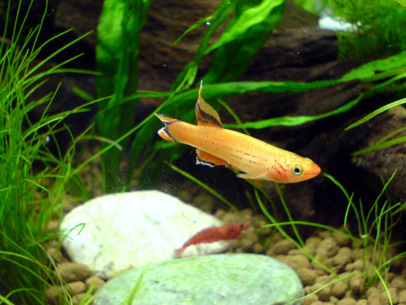 File:Lyretail Killifish-8314.jpg