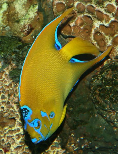 File:Queenangelfish2.jpg