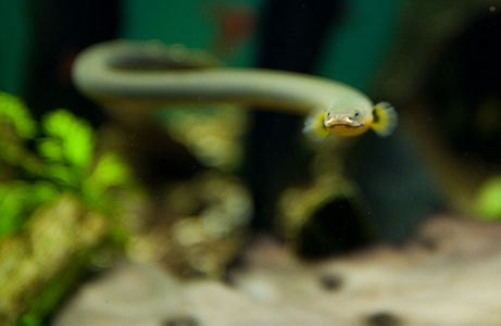 Ropefish