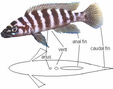 HOW TO VENT A FISH 