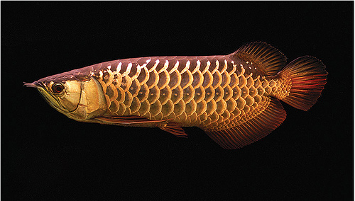 Asian Arowana