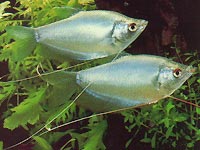 Moonlight gourami.jpg