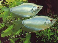 Moonlight gourami.jpg