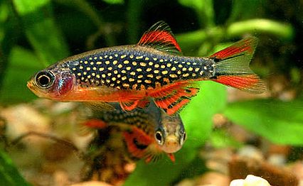 Galaxy Rasbora