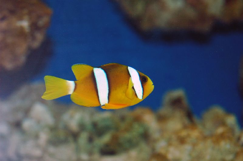 Clark's Clownfish