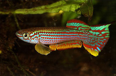 Red-Striped Killifish