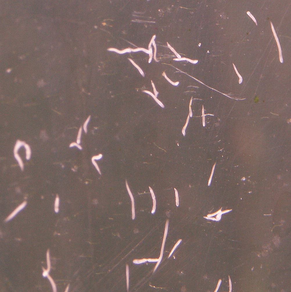 Белые маленькие черви на стенках аквариума - фото