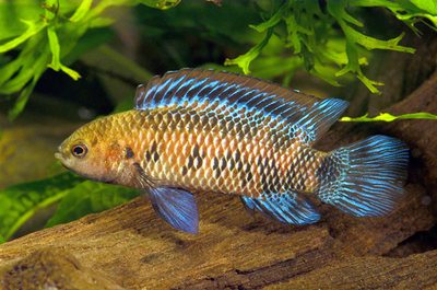 Badis-badis.jpg