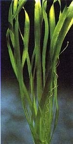 Vallisneria gigantea.jpg