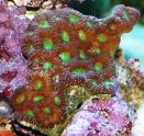 Rainbow Acanthastrea.jpg