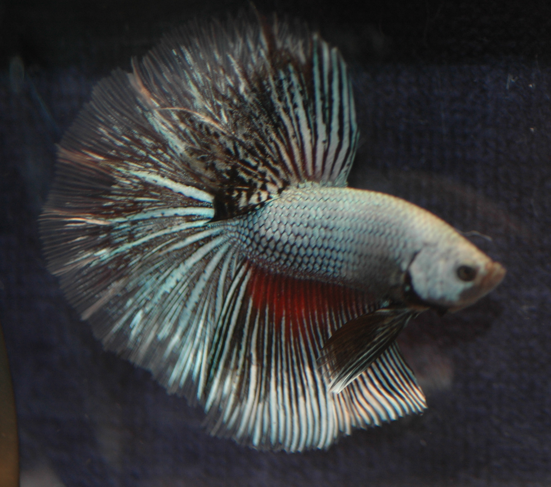 File:HMbetta-219.jpg