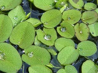 Salvinia natans.jpg