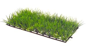 Grass.jpg