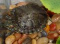 Redearedslider.JPG