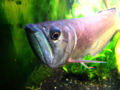 Silver Arowana-1451.jpg