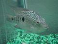 Texas Cichlid-7924.jpg