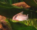 Corydorasarcuatus-3593.jpg