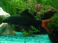 Red Tailed Shark