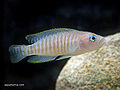 Neolamprologus multifasciatus-667.jpg