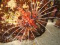 Pterois antennata-670.jpg