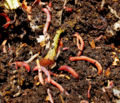 Vermicomposting by looseends-3898.jpg