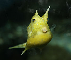 Longhorncowfish.jpg