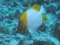 Pyramid Butterflyfish4853.jpg