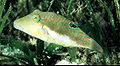 Canthigaster bennetti6679.jpg