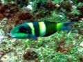 Thalassoma jansenii3563.jpg