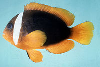 Amphiprion rubrocinctus.jpg