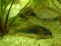 Corydoras zygatus.jpg