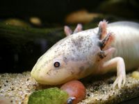 Ambystoma mexicanum-7873.jpg