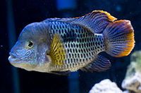 Aequidens rivulatus-2355.jpg